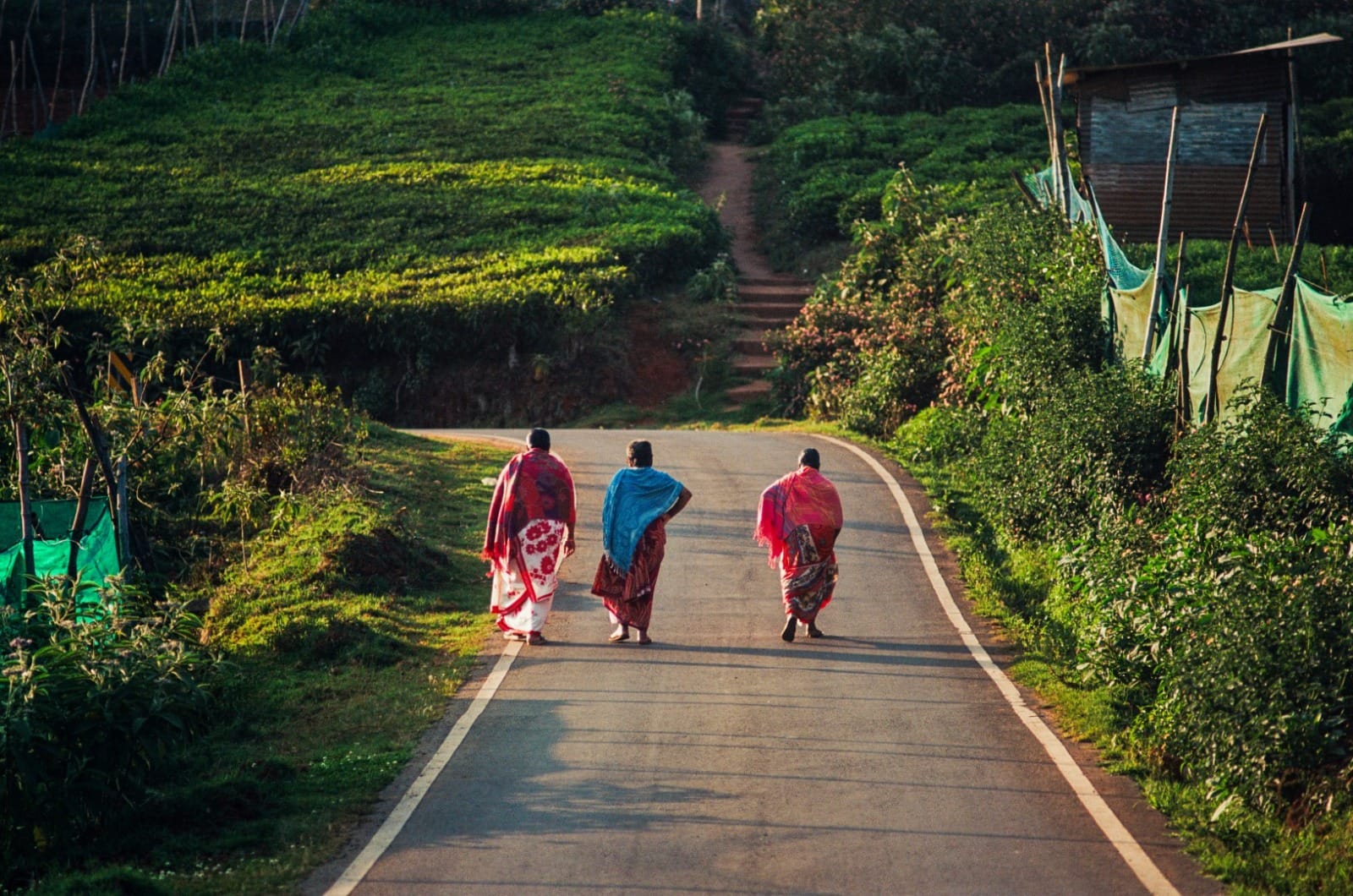 Tea plantation workers picking leaves in the misty Nilgiris hills