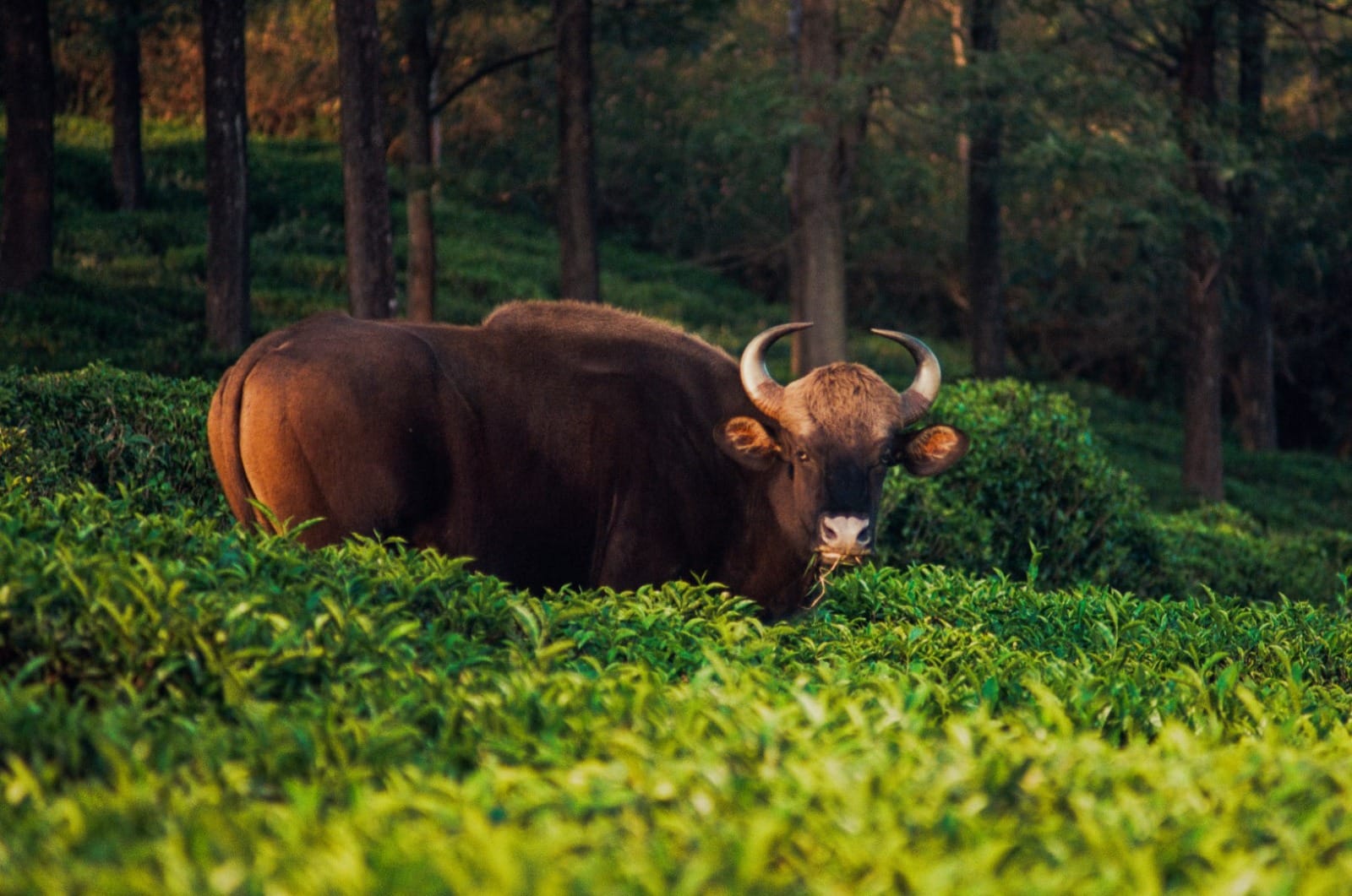 Wildlife and lush greenery surrounding the heritage property